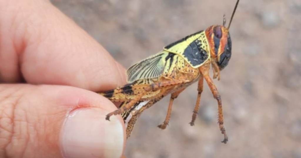 Langostas, plaga, emergencia, noroeste, Argentina