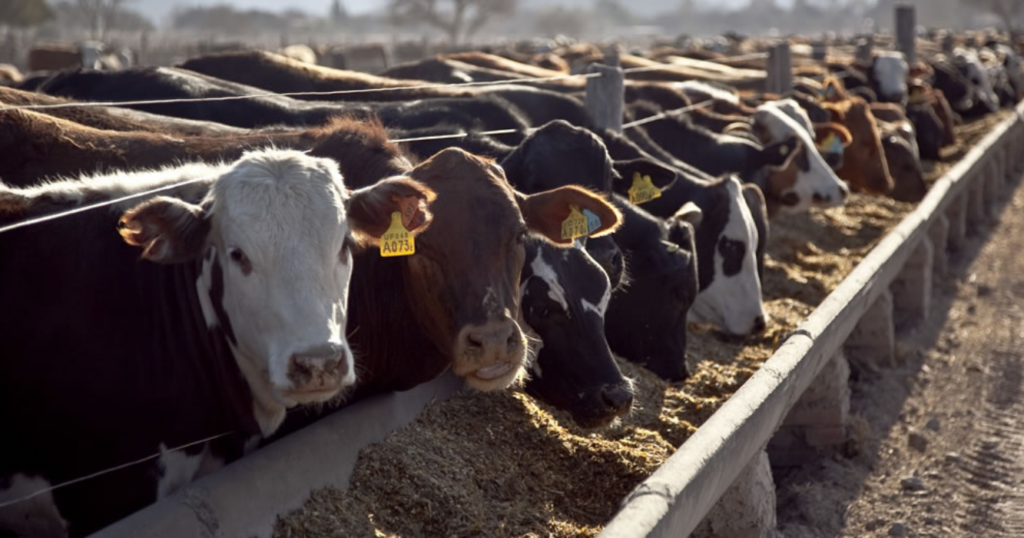 Feedlots, Cámara Argentina, ocupación, rentabilidad, Feedlot, encierre, vacas, engorde, CREA, faena, Feedlot, encierre, vacas, engorde, CREA, faena