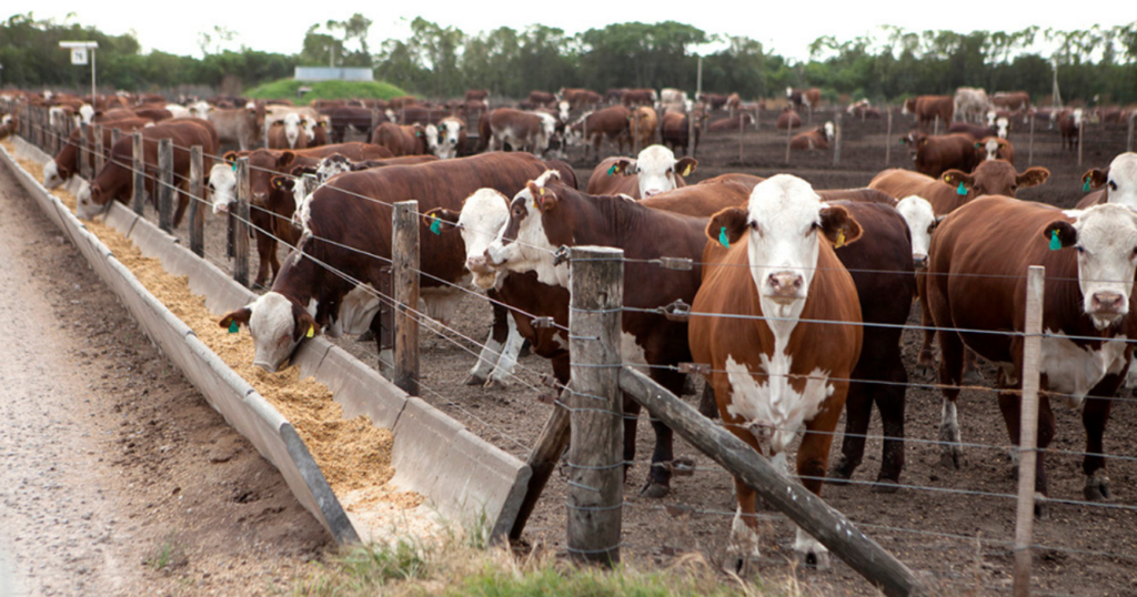 Feedlots, Cámara Argentina, ocupación, rentabilidad