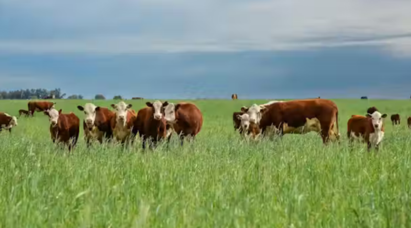 Ganadería, consumo residual, Patagonia, INTA, ganadería regenerativa, campo natural