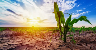 Clima, La Niña, campo