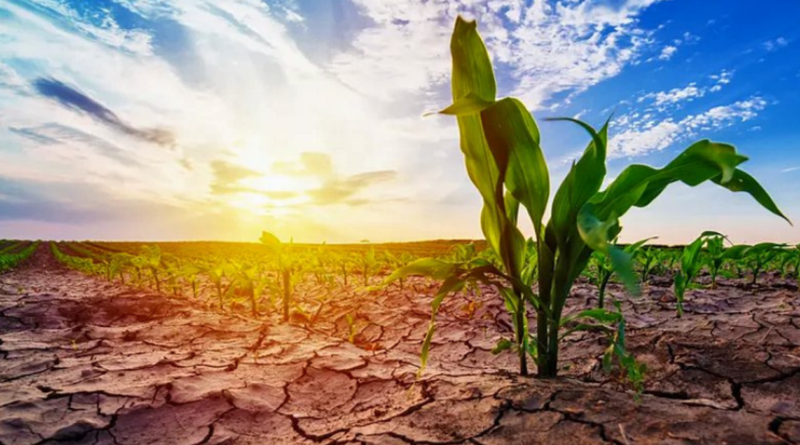 Clima, La Niña, campo