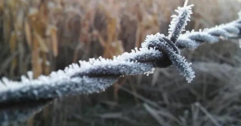 frío, zona núcleo, invierno, 2024, heladas, frio, ola polar, país, campo