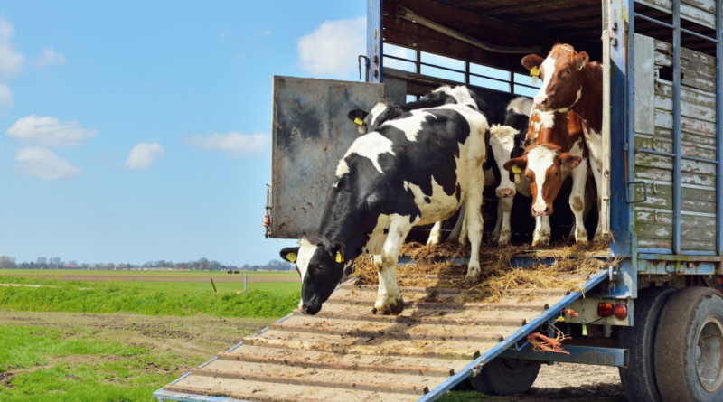 Senasa, transporte, animales