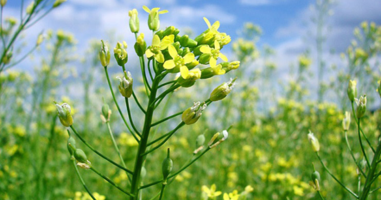 Agricultura, cultivo, Argentina, camelina