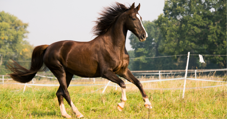 caballos, exportación, Chile, Argentina