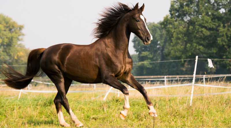 caballos, exportación, Chile, Argentina