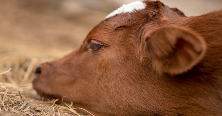 INTA, tristeza bovina, test