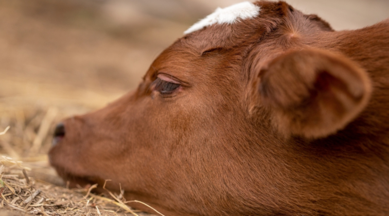 INTA, tristeza bovina, test