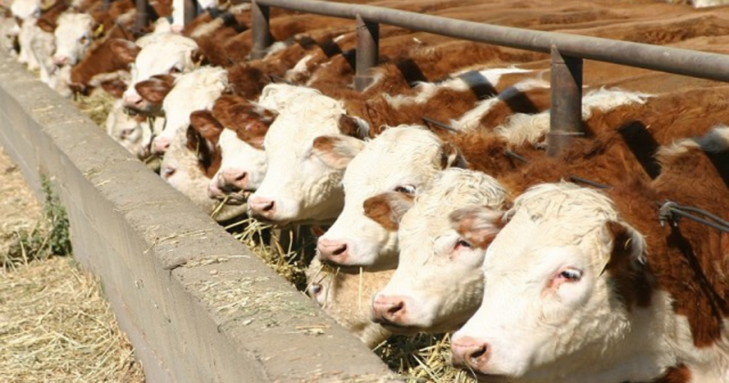 Feedlot, encierre, vacas, engorde, CREA, faena