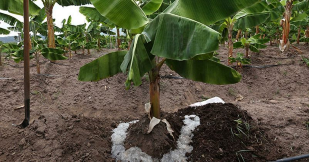 Lluvia sólida, agricultura