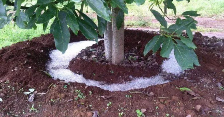 Lluvia sólida, agricultura