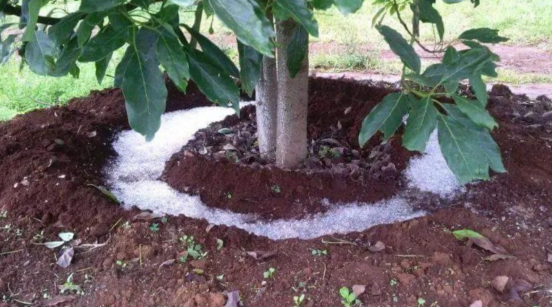 Lluvia sólida, agricultura