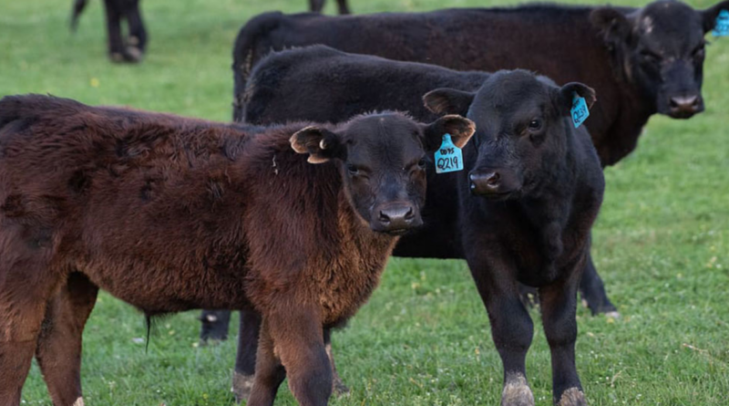 vacas, lenguaje, IA, Estados Unidos