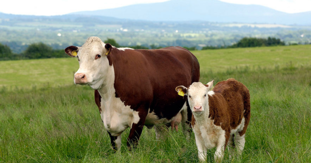 Hereford, historia ganadera, Argentina