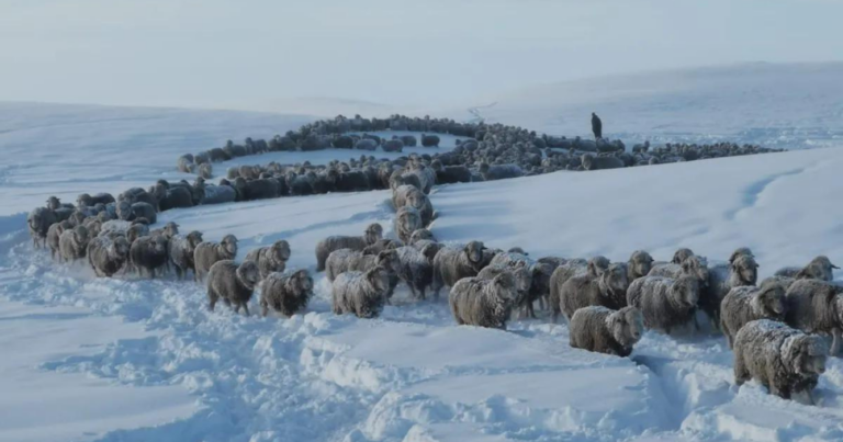 Patagonia, nevadas, alertas