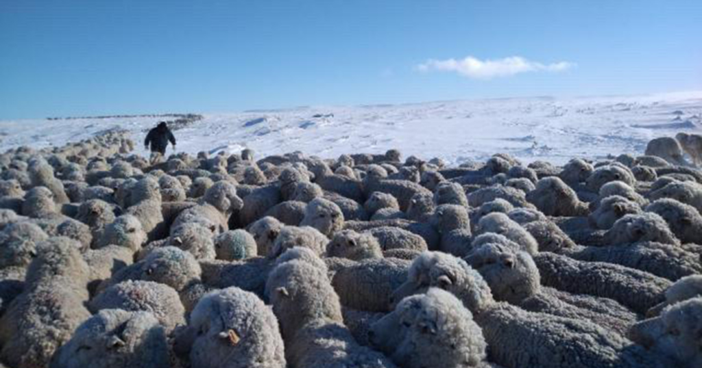 Patagonia, nevadas, alertas