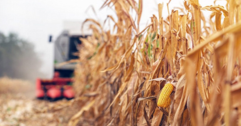 La Niña, gruesa, campo, cosecha, Cosechadoras, medianas, secretos, cosecha, rusia, agricultura