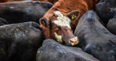 Cañuelas, vacas especiales, hacienda, mercado