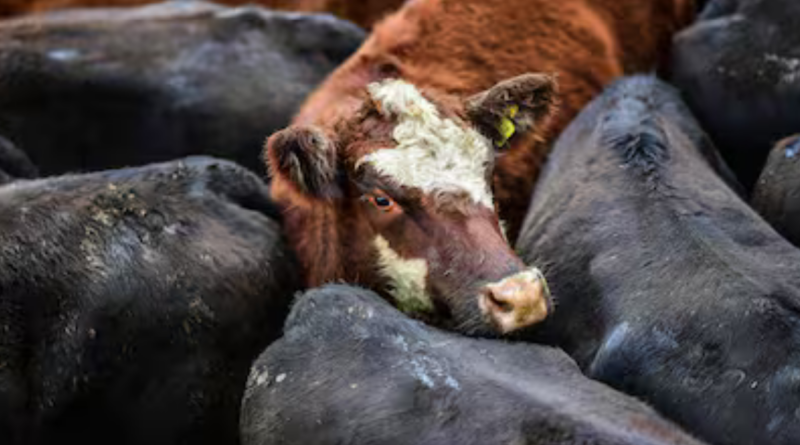 Cañuelas, vacas especiales, hacienda, mercado