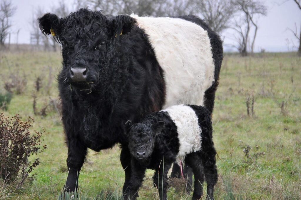 Belted Galloway, raza, bovino, La Rural