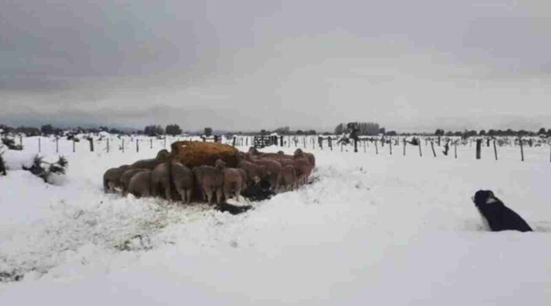 Patagonia, crisis, heladas, criadores, productores, campo, solidaridad, crisis