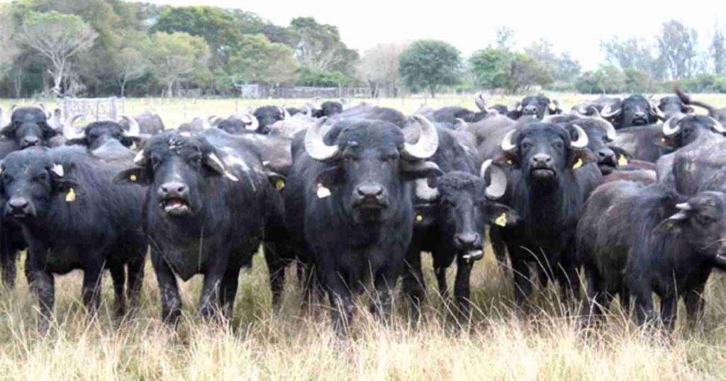 Búfalo, argentino