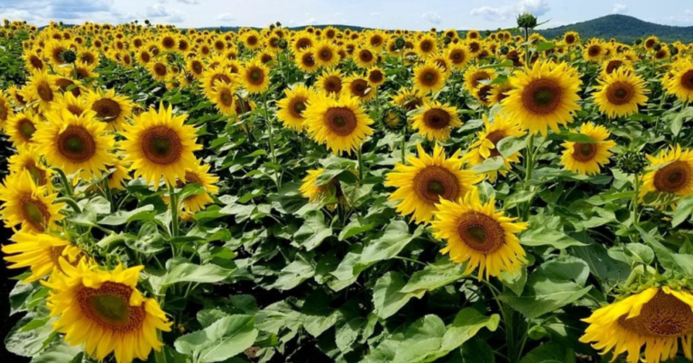 Girasol, siembra, hectáreas, 2024