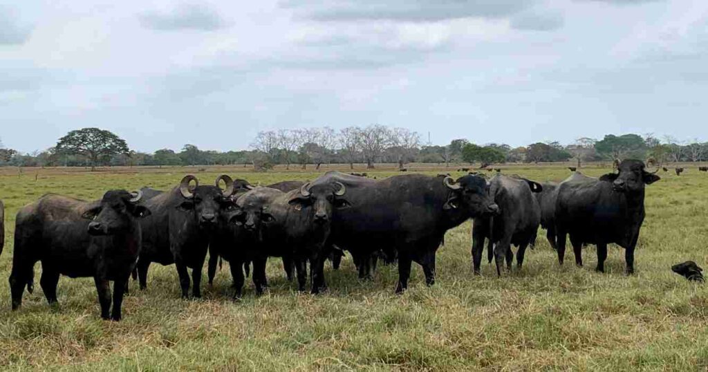 Búfalo, argentino