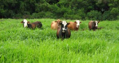 siembra, pasturas megatérmicas, inta