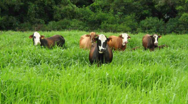 siembra, pasturas megatérmicas, inta