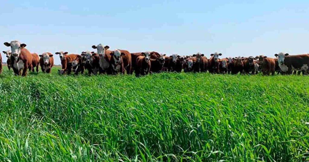 siembra, pasturas megatérmicas, inta