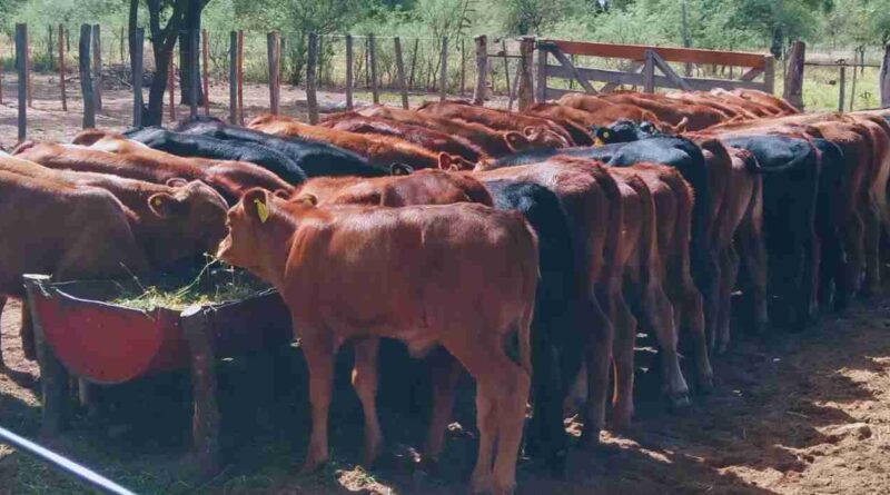 La Rioja, Sequía, ganadería