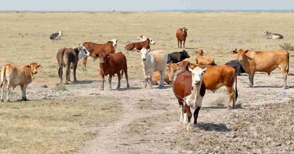 La Rioja, Sequía, ganadería, La Pampa