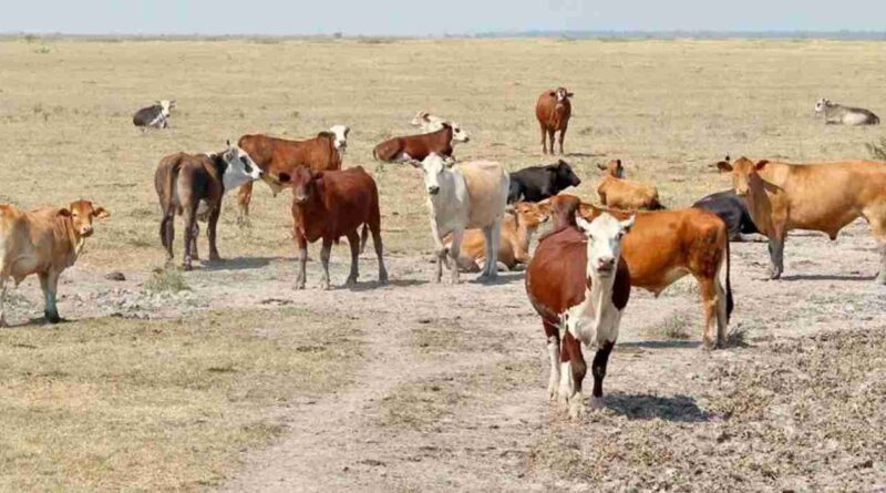 La Rioja, Sequía, ganadería, La Pampa