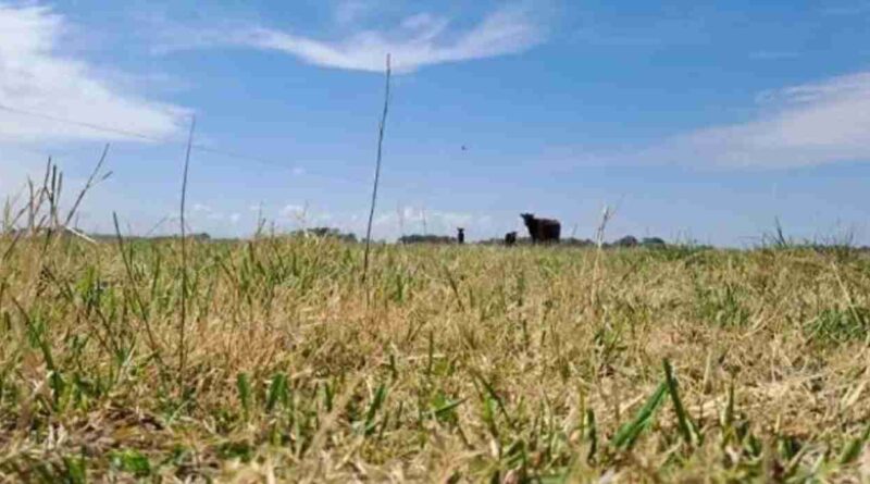 La Rioja, Sequía, ganadería, clima, primavera