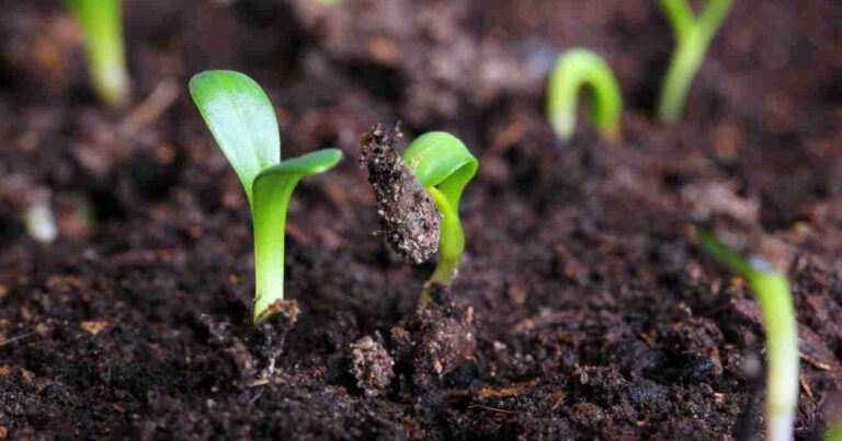 Bioinsumos, suelos agrícolas