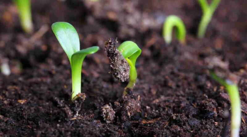 Bioinsumos, suelos agrícolas