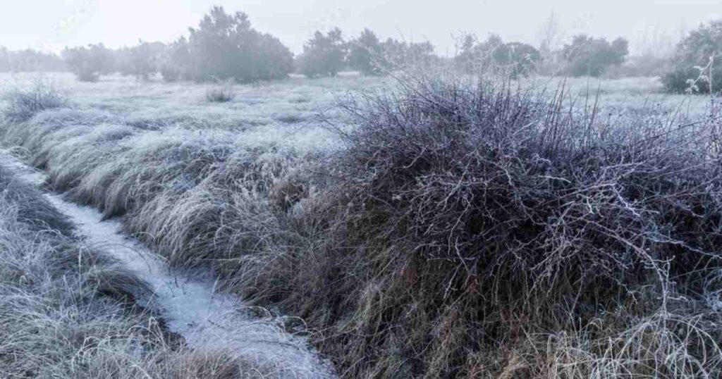 Invierno, crudo, consecuencias, 60 años