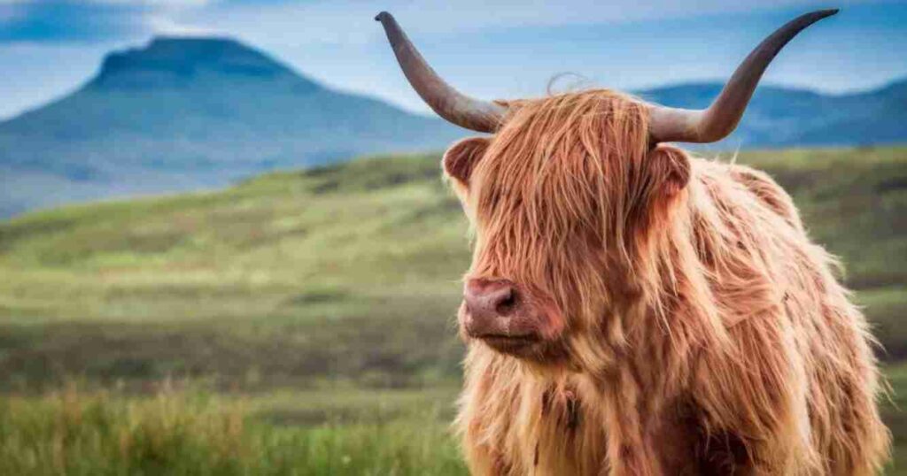 West Highland, Corona británica, La Rural