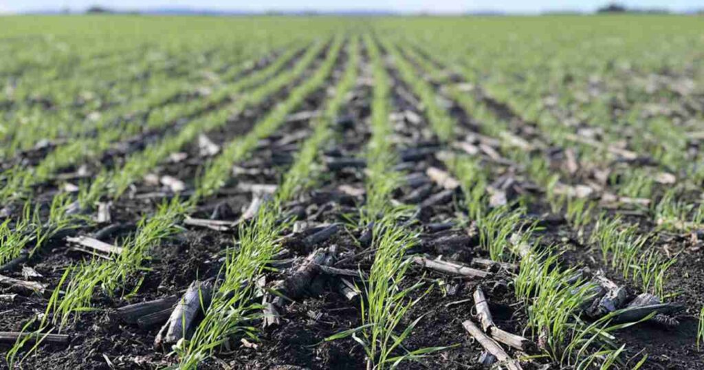 Agricultura, pelos radicales, ola de calor, lluvias, Trigo, siembra, lluvias, sequía, heladas,fría