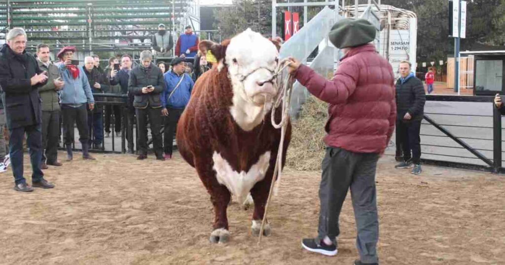 La Rural, Místico, Scaloneta, legado, campeones, hereford