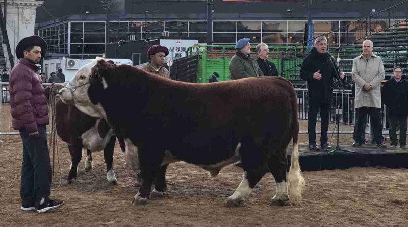 toro, La Rural, Místico, Scaloneta, legado, campeones