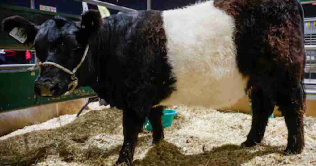 Belted Galloway, raza, bovino, La Rural