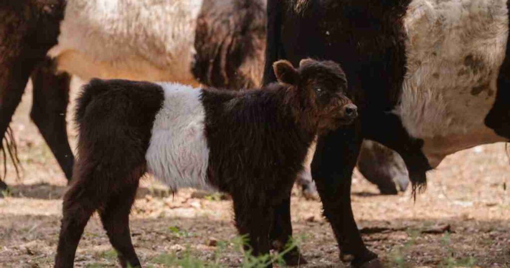 Belted Galloway, raza, bovino, La Rural