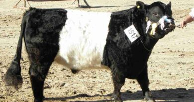 Belted Galloway, raza, bovino, La Rural