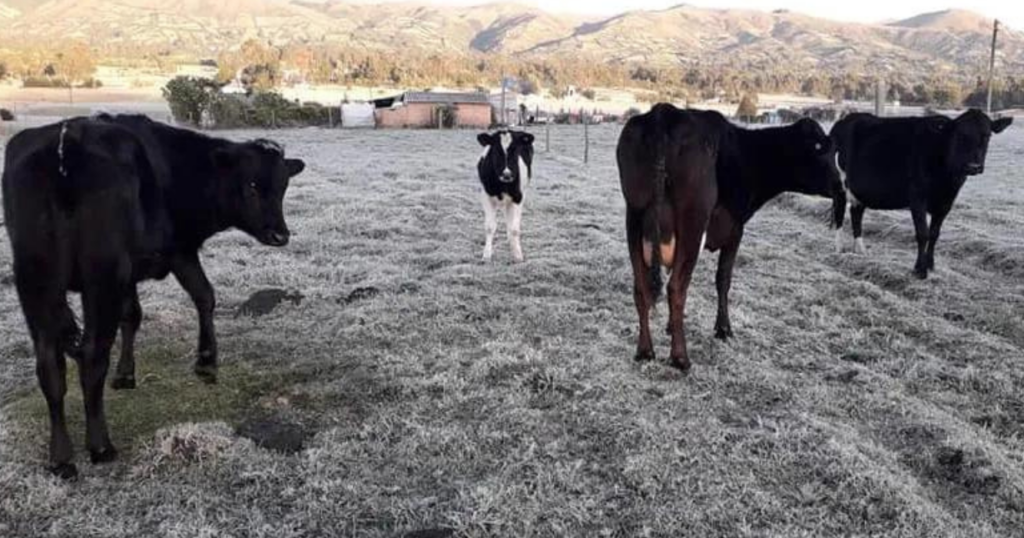 Frío, ganado, bienestar, invierno