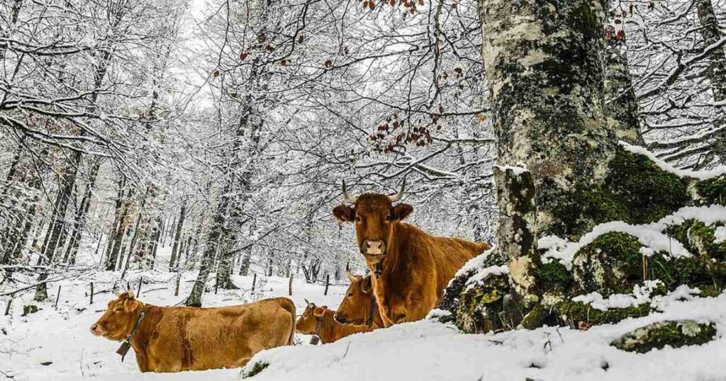 ola polar, frío, campo, clima