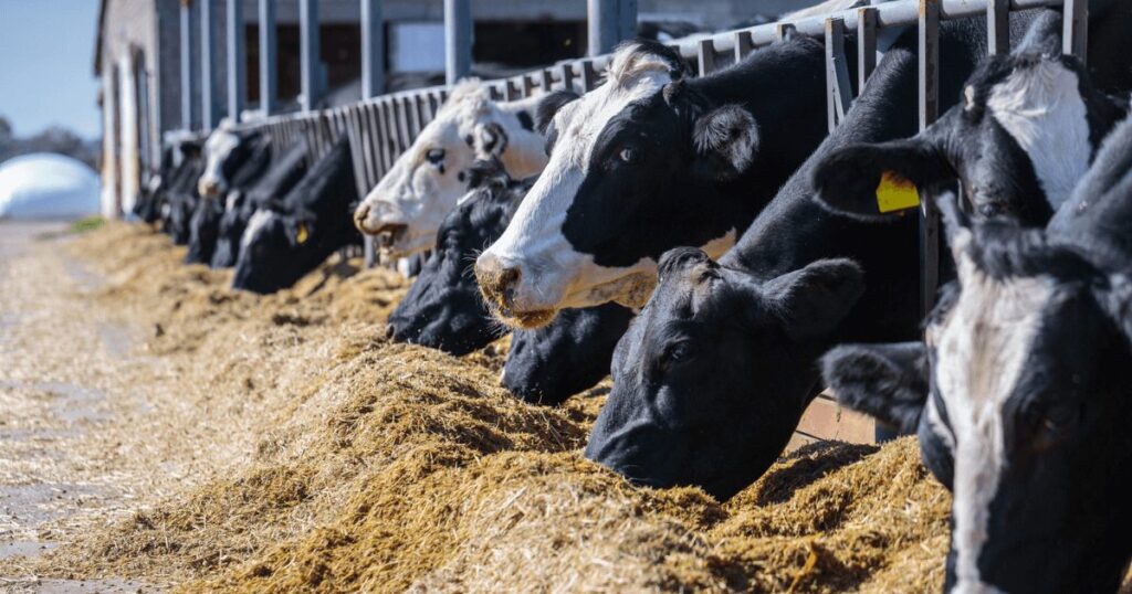 producción de leche, segundo semestre, tambos, ganadería