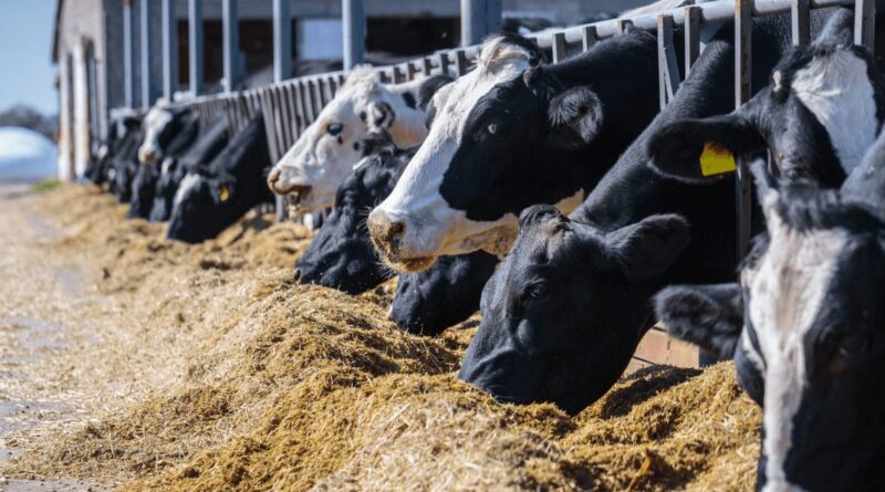 producción de leche, segundo semestre, tambos, ganadería